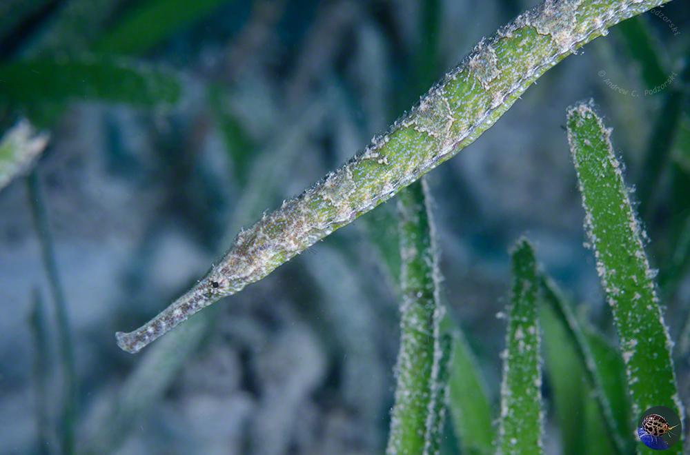 Syngnathoides biaculeatus