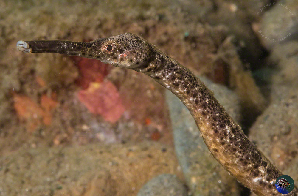  Trachyrhamphus bicoarctatus