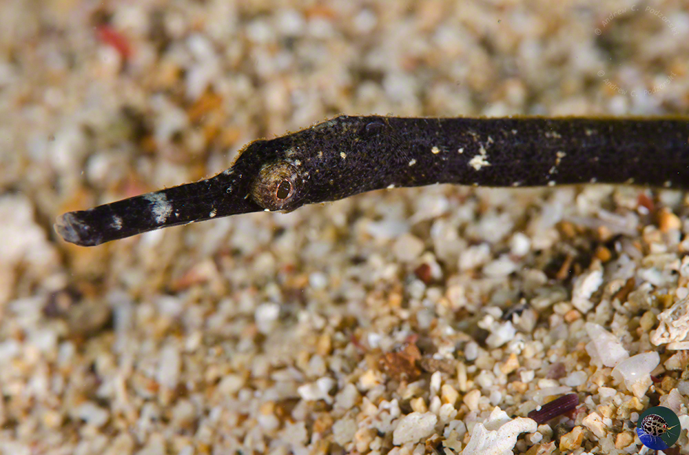 Trachyrhamphus bicoarctatus