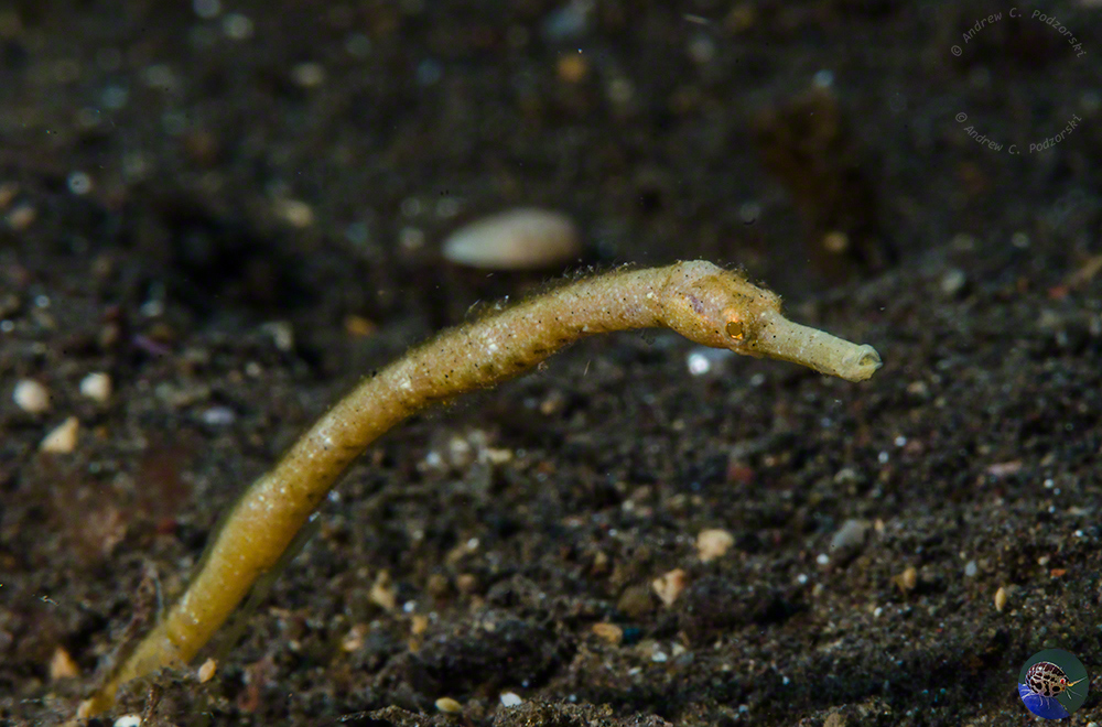 Trachyrhamphus bicoarctatus