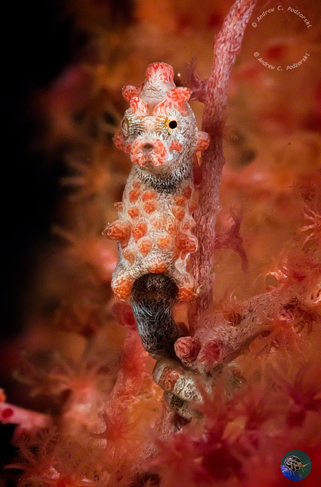 Hippocampus bargibanti