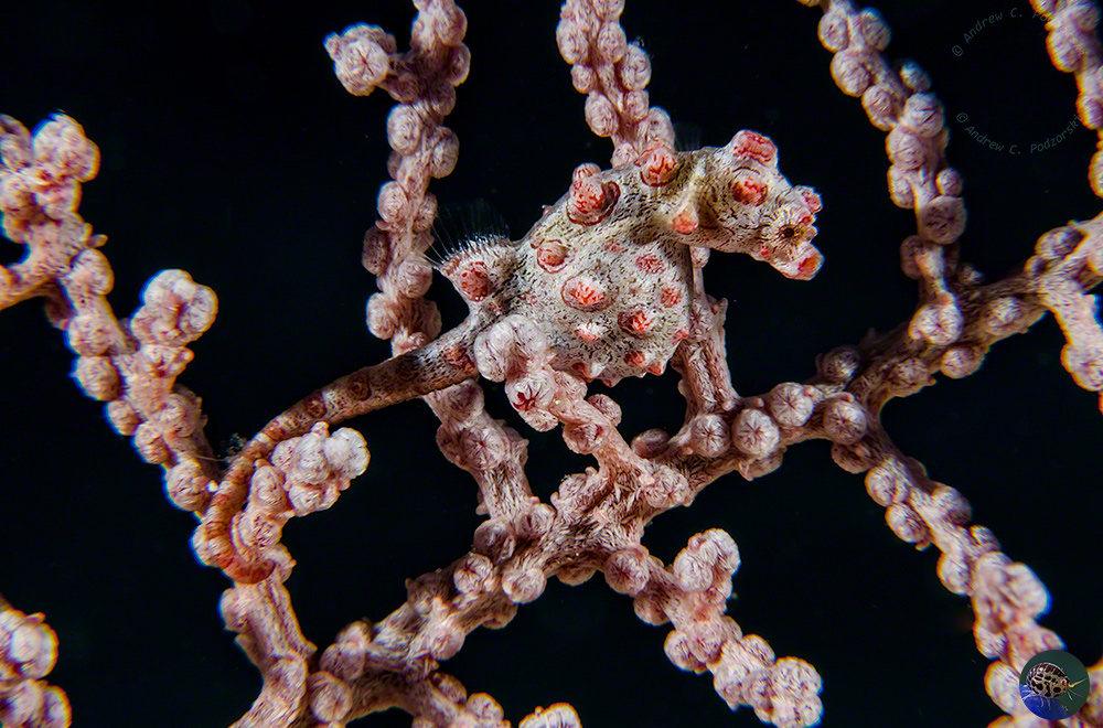 Hippocampus bargibanti