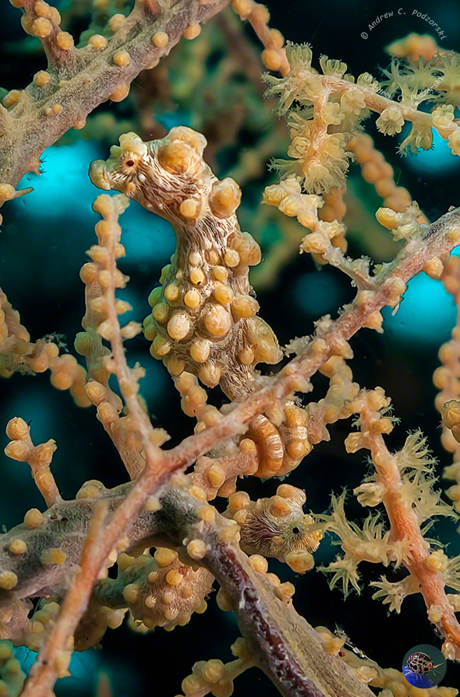 Hippocampus bargibanti - yellow form