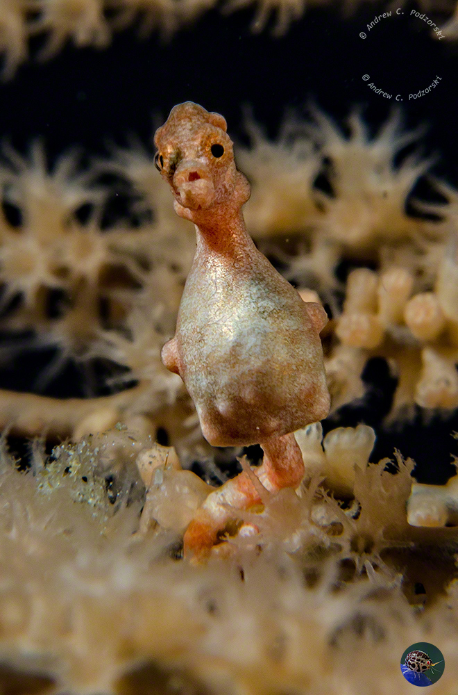 Hippocampus bargibanti - yellow form