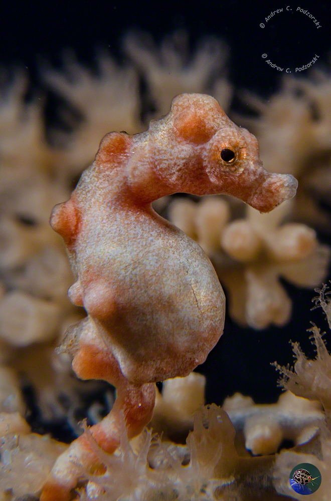 Hippocampus bargibanti - yellow form