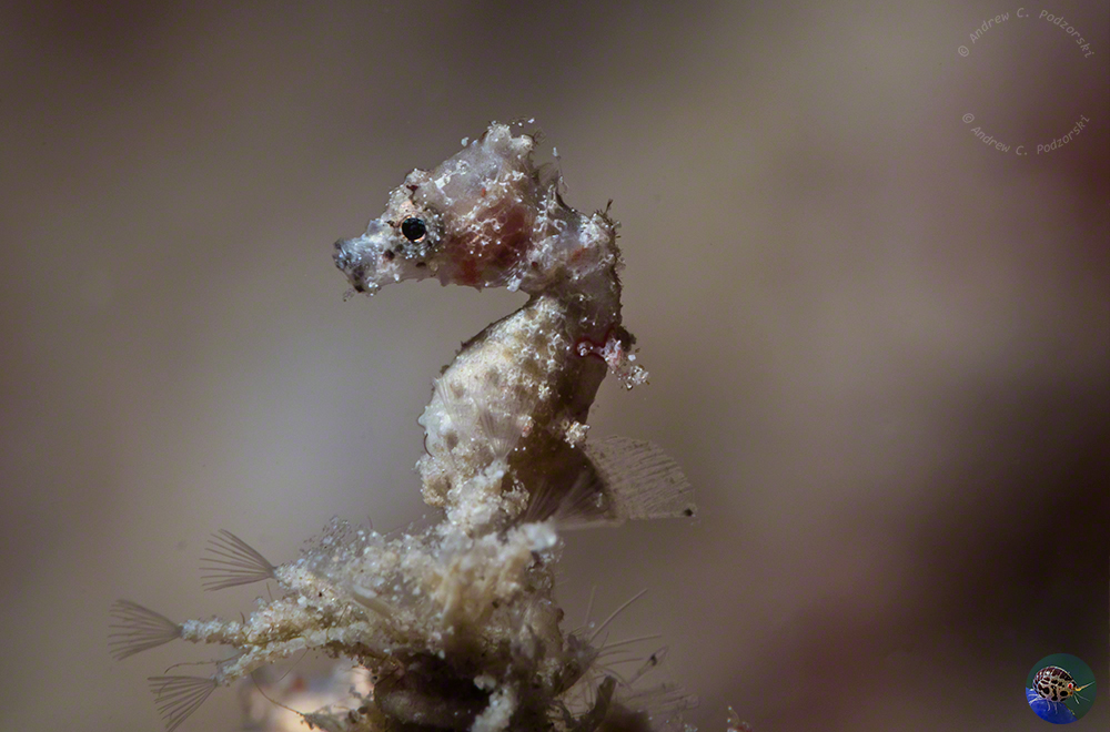 Hippocampus satomiae