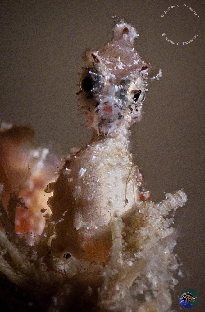 Hippocampus satomiae