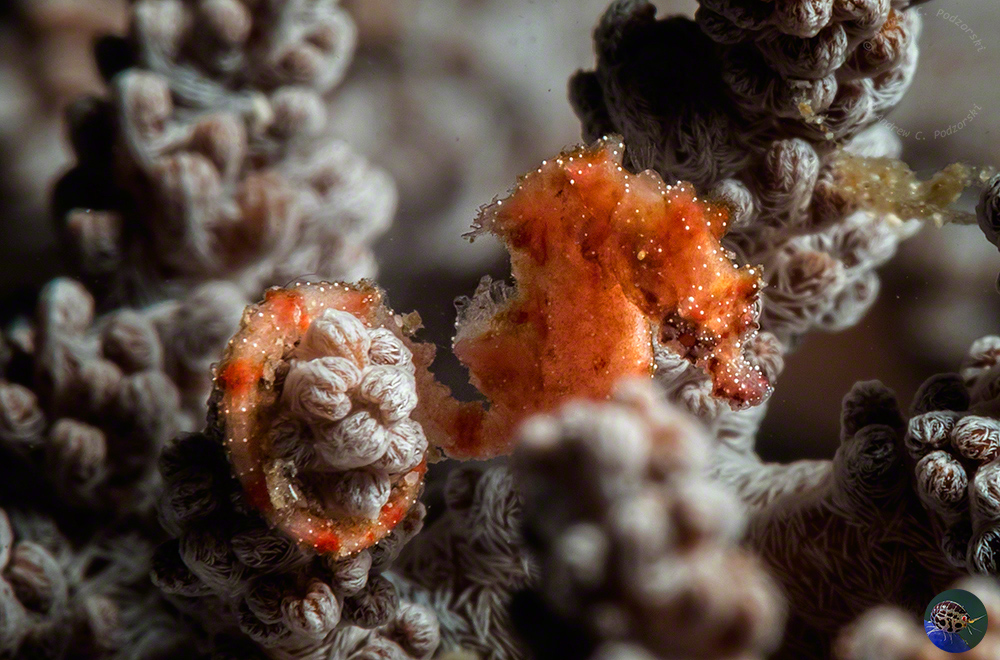 Hippocampus waleanus