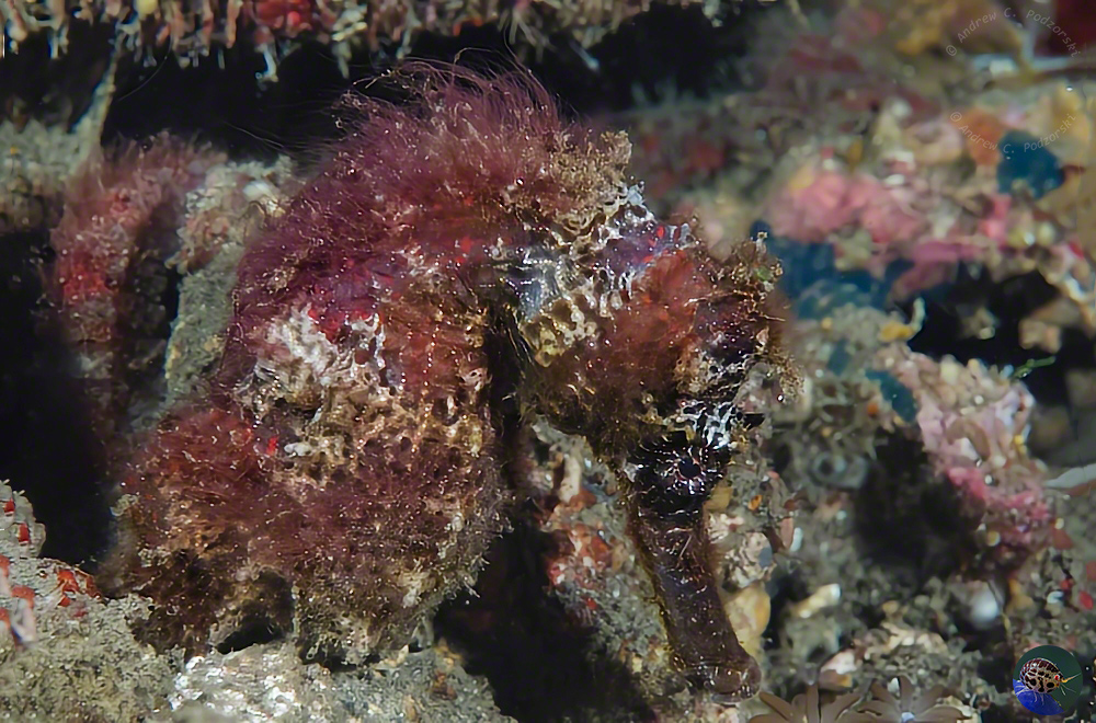 Hippocampus moluccensis