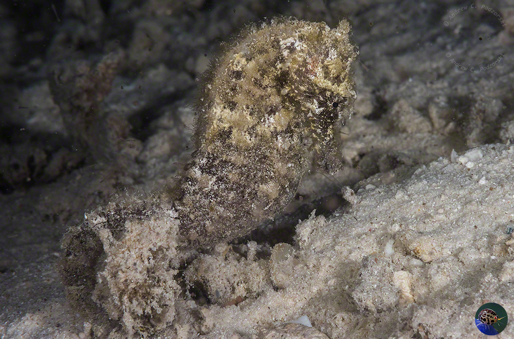 Hippocampus taeniopterus