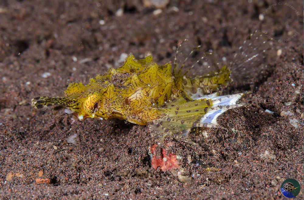 Eurypegasus draconis