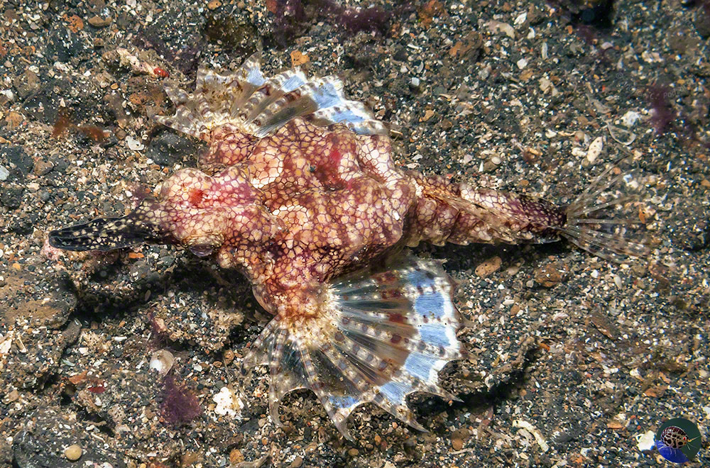 Eurypegasus draconis