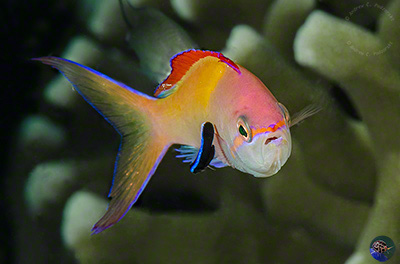Pseudanthias dispar