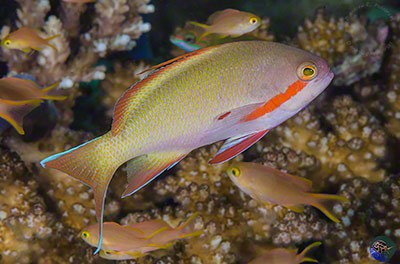 Pseudanthias hutchii - male