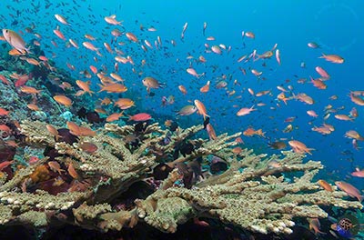 Pseudanthias hutchi - mostly females