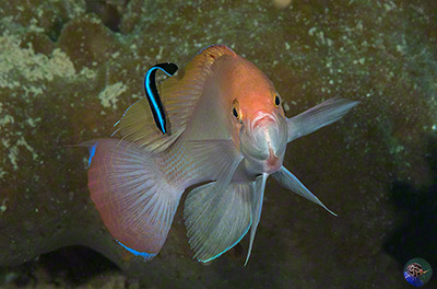 Pseudanthias cf. hypselosoma