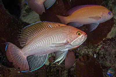 Pseudanthias cf. hypselosoma