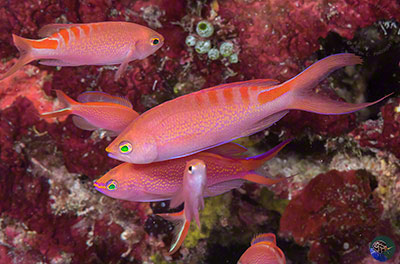 Pseudanthias lori - adult male with females - Triton Bay, West Papua