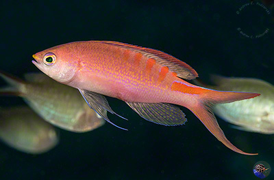 Pseudanthias lori - adult male