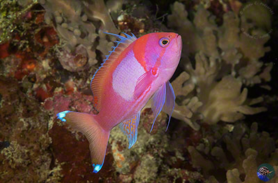 Pseudanthias pleurotaenia - male