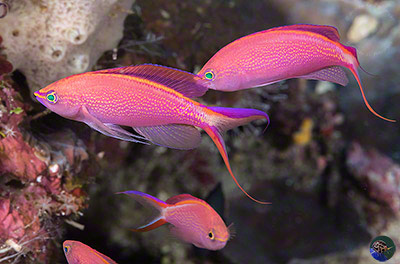 Pseudanthias smithvanizi - males, Triton Bay, West Papua