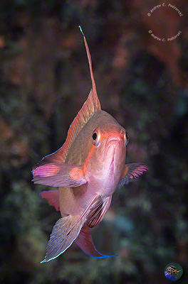 Pseudanthias squamipinnis