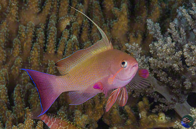 Pseudanthias squamipinnis