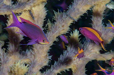 Pseudanthias tuka - nuptual male with females