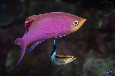 Pseudanthias tuka - nuptual male