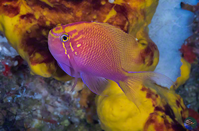 Serranocirrhitus latus