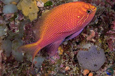 Serranocirrhitus latus