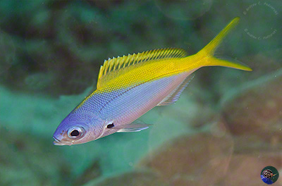 Luzonichthys waitii