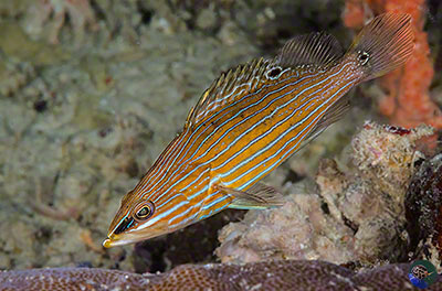 Anyperidon leucogrammicus - juvenile