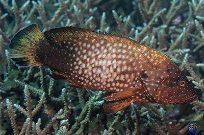 Cephalopholis cyanostigma