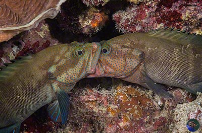 Cephalopholis microprion - rivalry