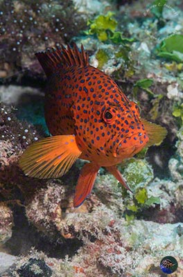 Cephalopholis miniata