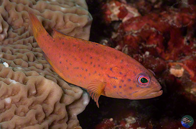 Cephalopholis miniata - juvenile