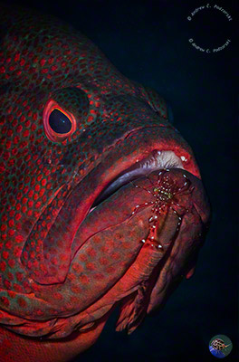 Cephalopholis sonnerati 