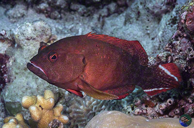 Cephalopholis urodeta