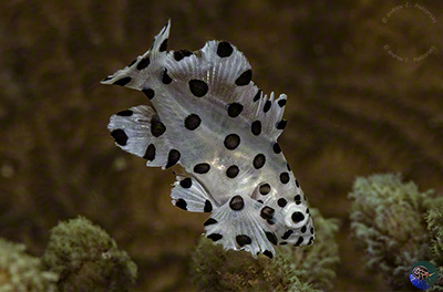 Cromileptes altivelis - juvenile