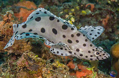 Cromileptes altivelis