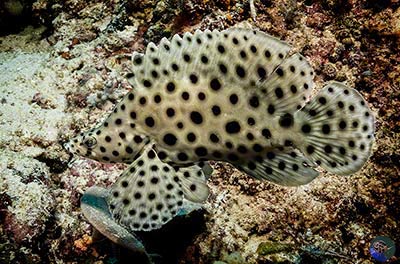 Cromileptes altivelis - adult