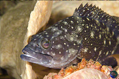 Epinephelus coeruleopuntatus