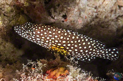 Epinephelus ongus