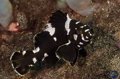  Epinephelus maculatus