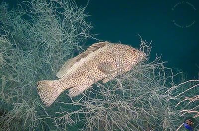 Epinephelus tauvinus