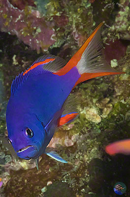 Gracila albomarginata - juvenile