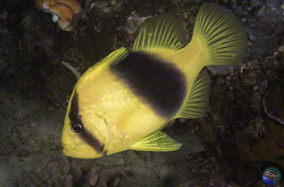 Diploprion bifasciatum