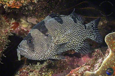 Pogonoperca punctata