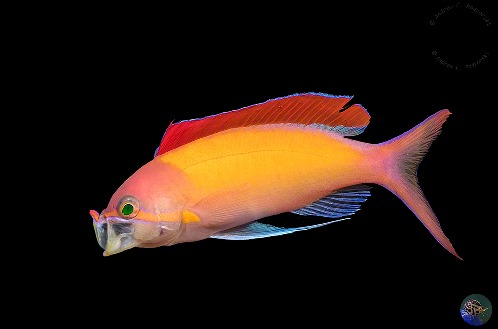 Pseudanthias dispar - nuptual male